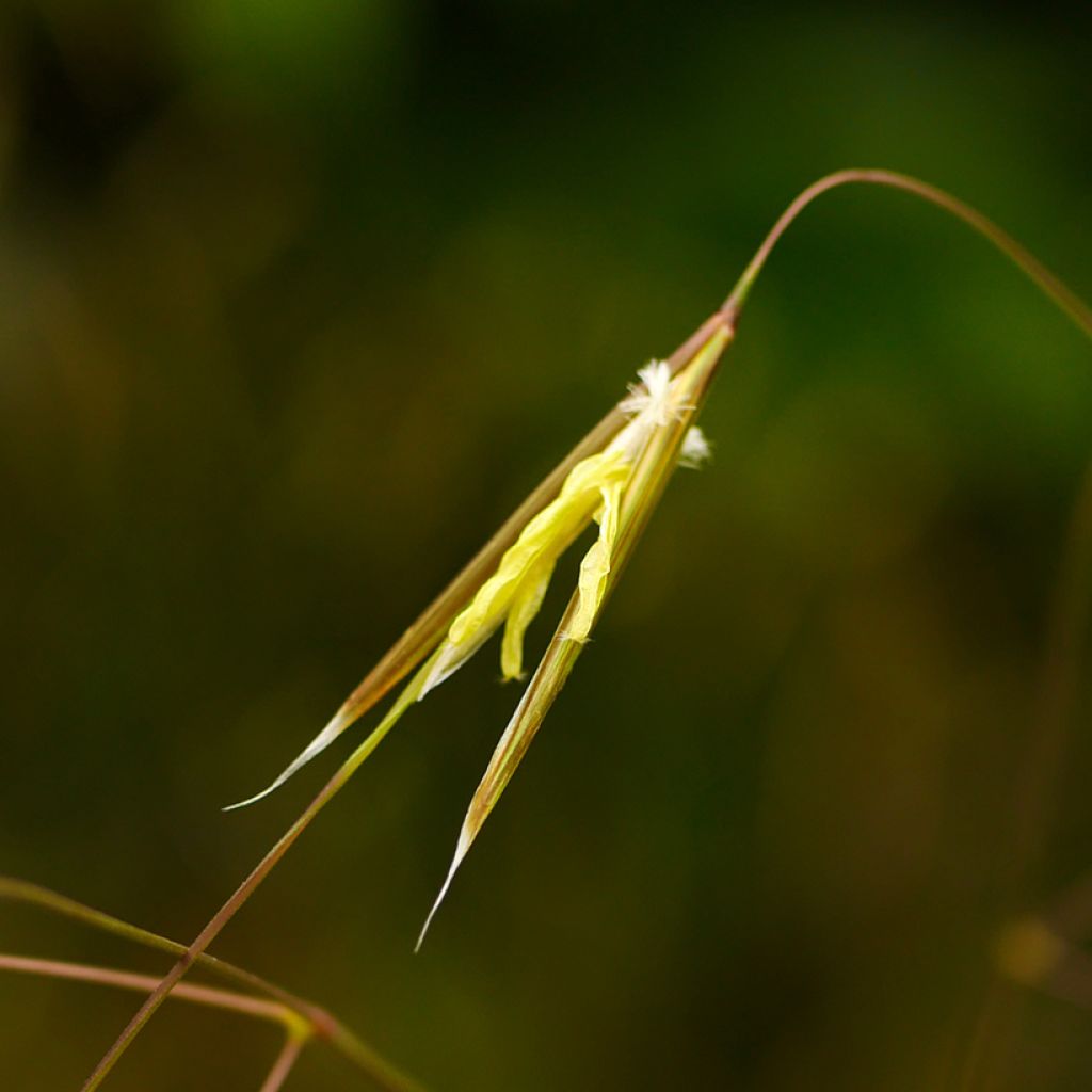 Stipa gigantea