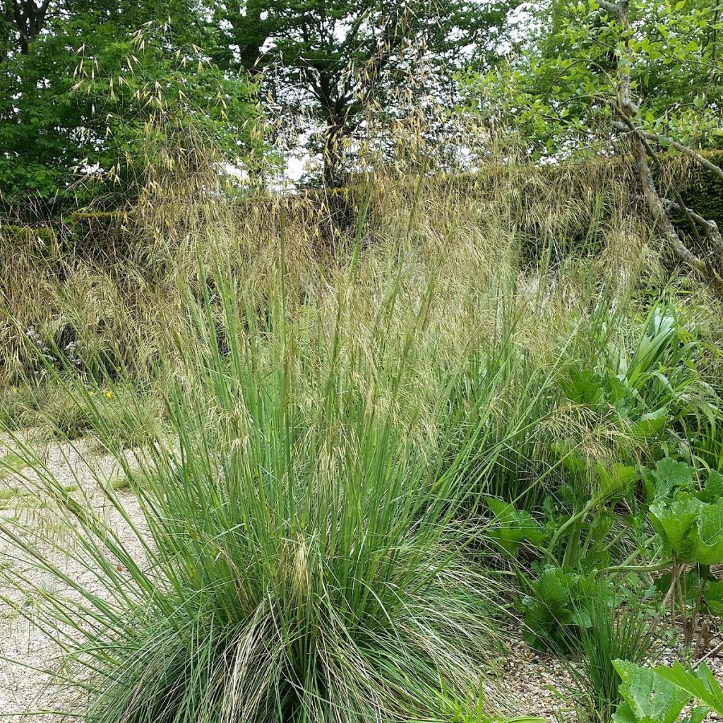 Stipa gigantea