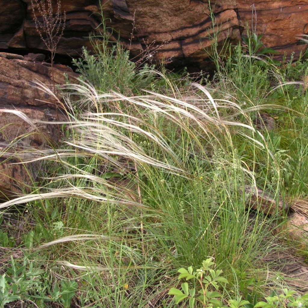 Stipa pulcherrima - Stipe admirable