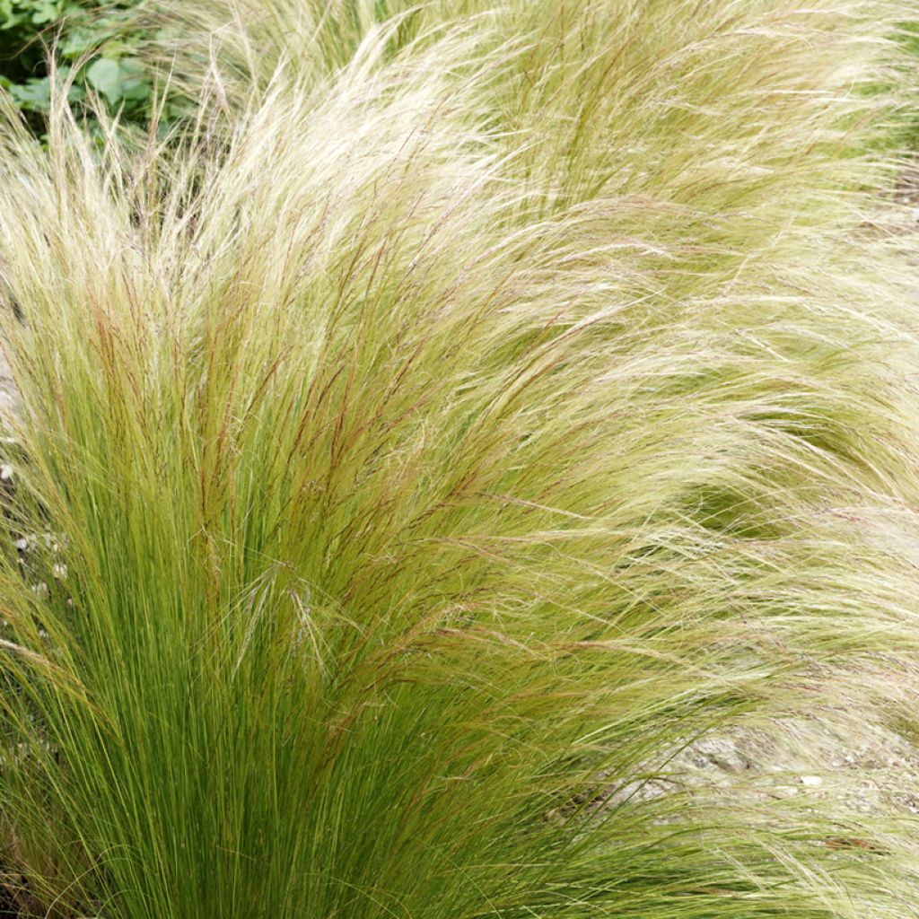 Stipa tenuifolia - Estipa