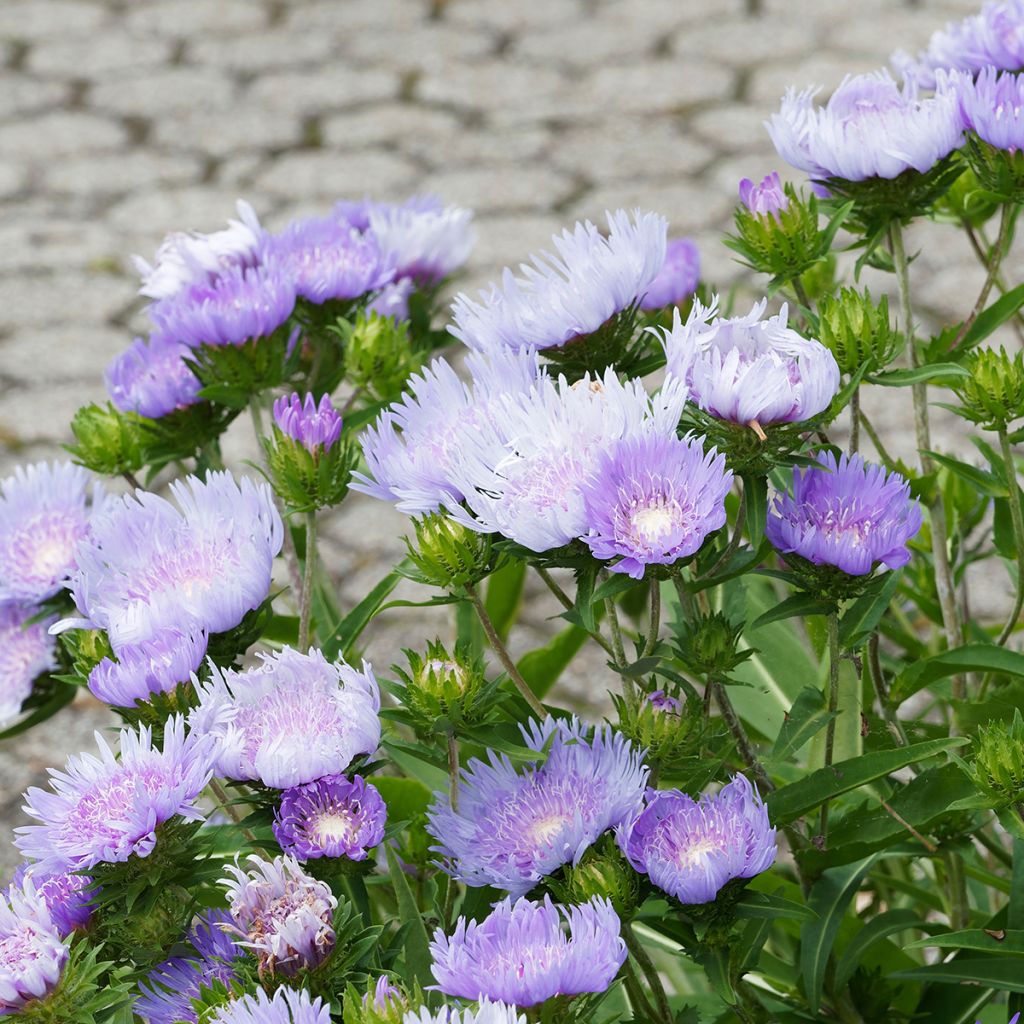 Stokesia laevis Blue Star