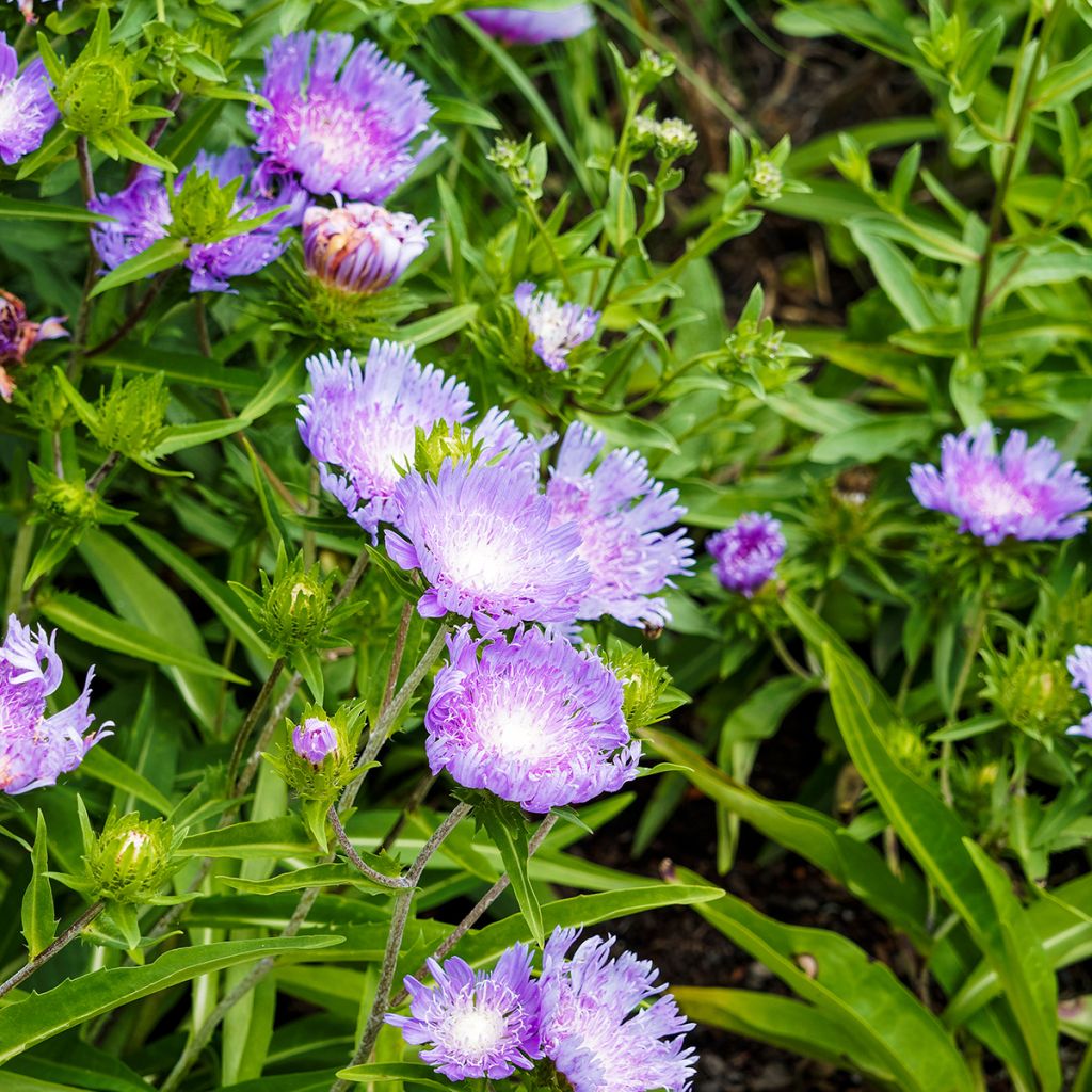 Stokesia laevis Blue Star