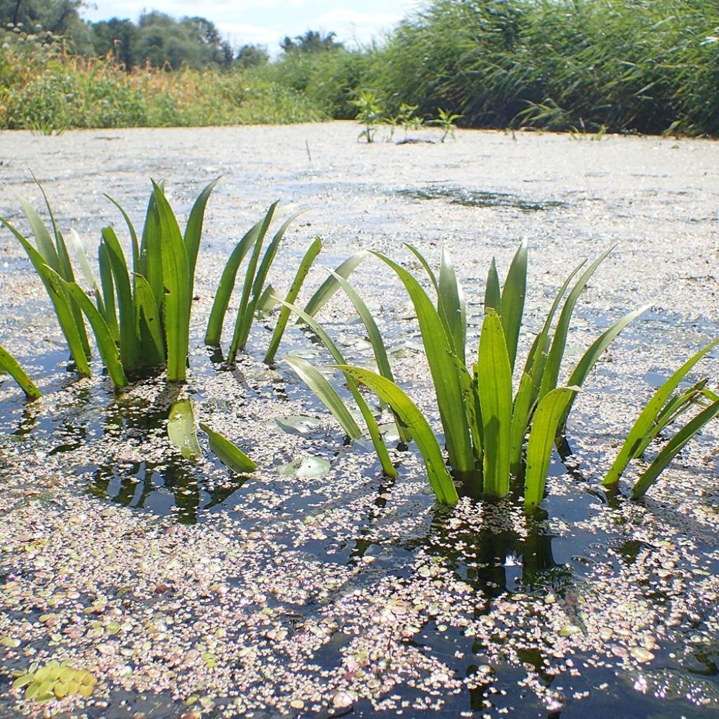 Aloès d'eau - Stratiotes aloïdes