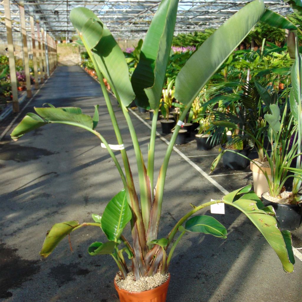 Strelitzia augusta