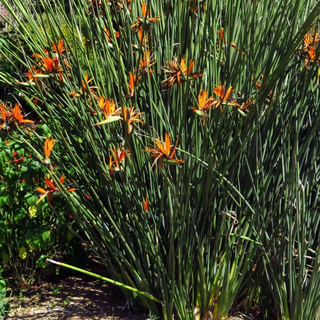 Strelitzia juncea - Oiseau de paradis à tiges de jonc