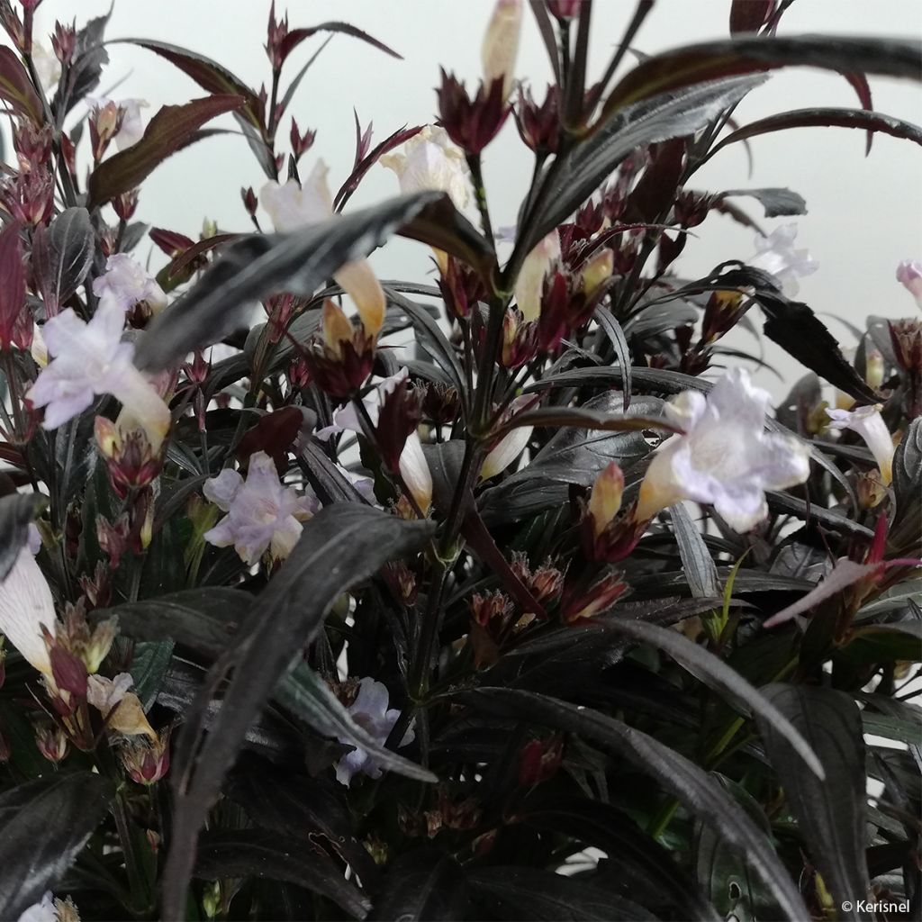 Strobilanthes anisophylla Brunetthy - Escudo persa