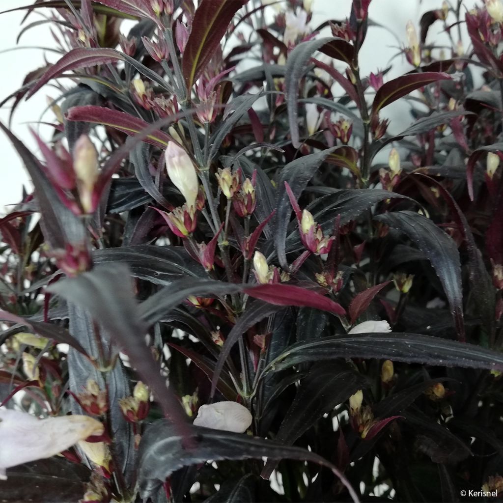 Strobilanthes anisophylla Brunetthy - Escudo persa