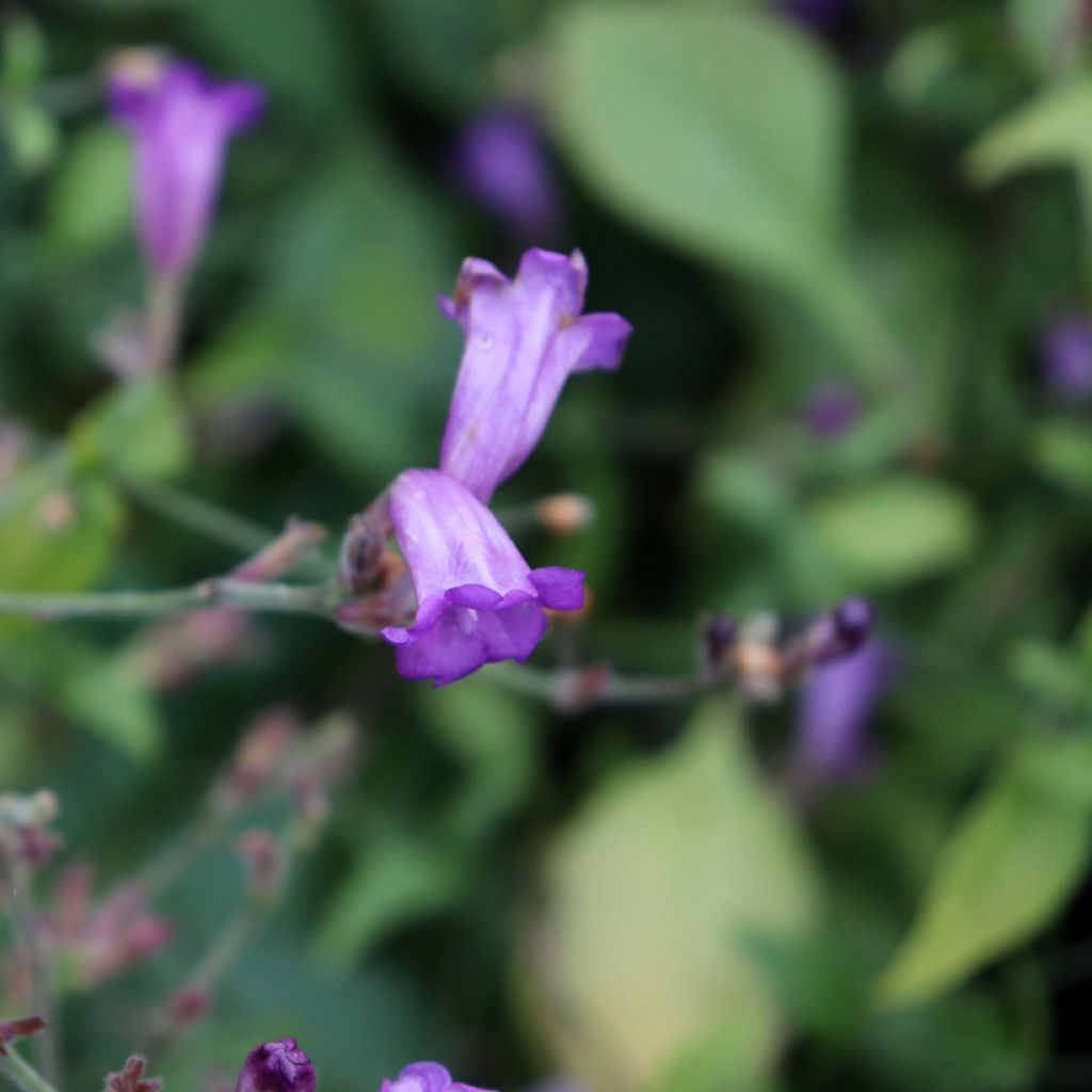 Strobilanthes attenuata Blue Carpet