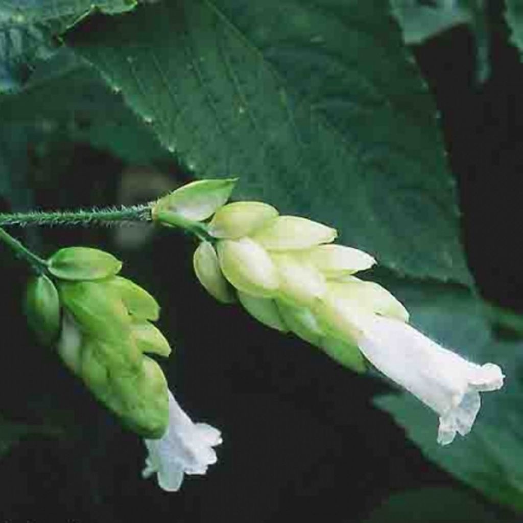 Strobilanthes nutans