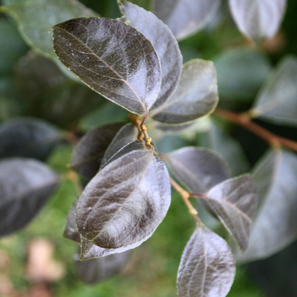 Styrax japonica Evening Light