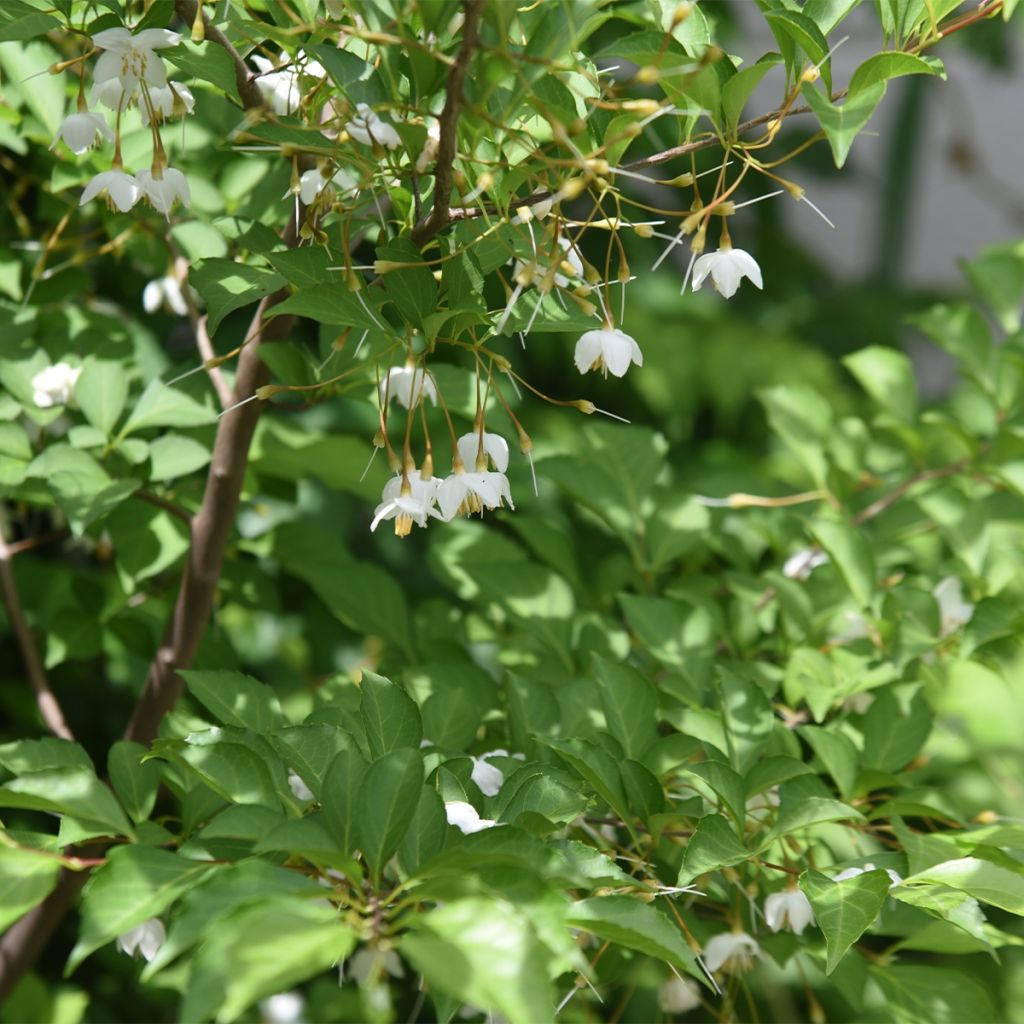 Styrax japonica Fargesii - Styrax japonais