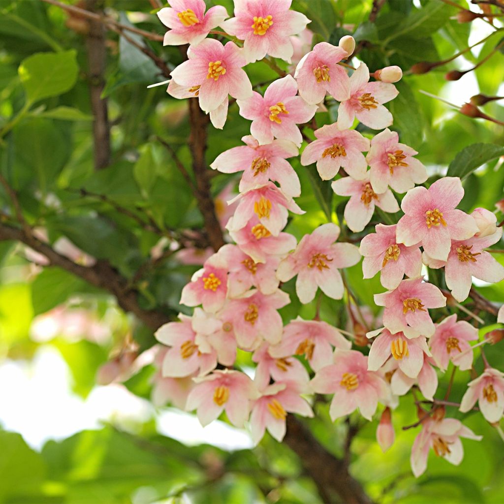 Styrax japonica Pink Chimes