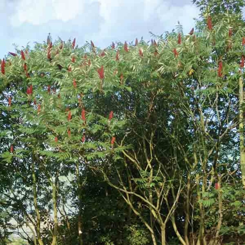 Sumac de Virginie, Rhus Typhinia