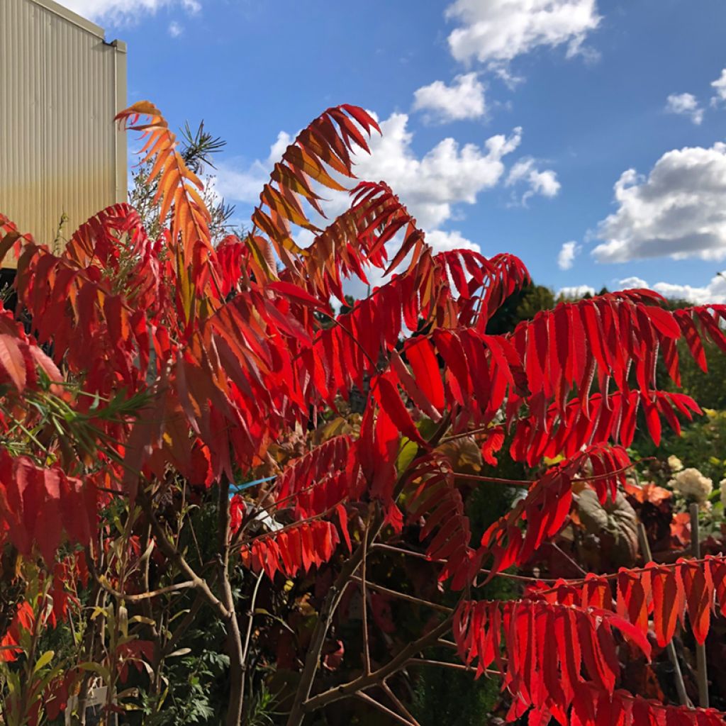 Sumac de Virginie - Rhus typhina