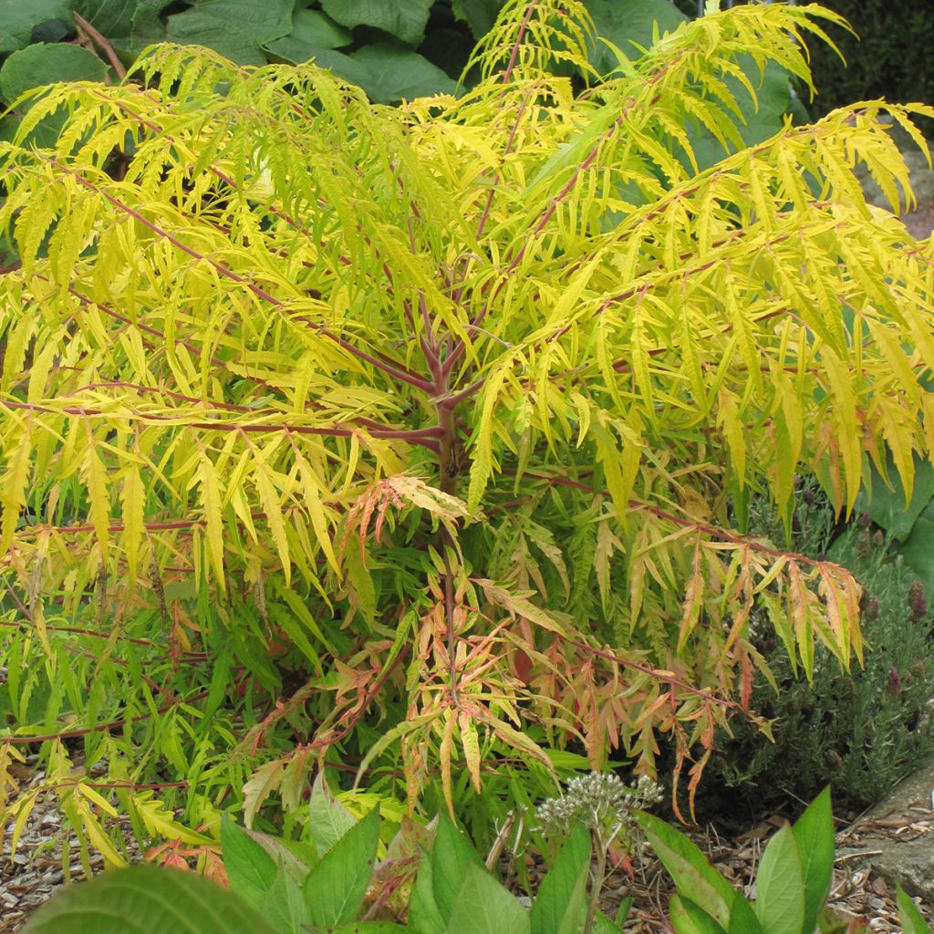 Rhus typhina Tiger Eyes - Zumaque de Virginia