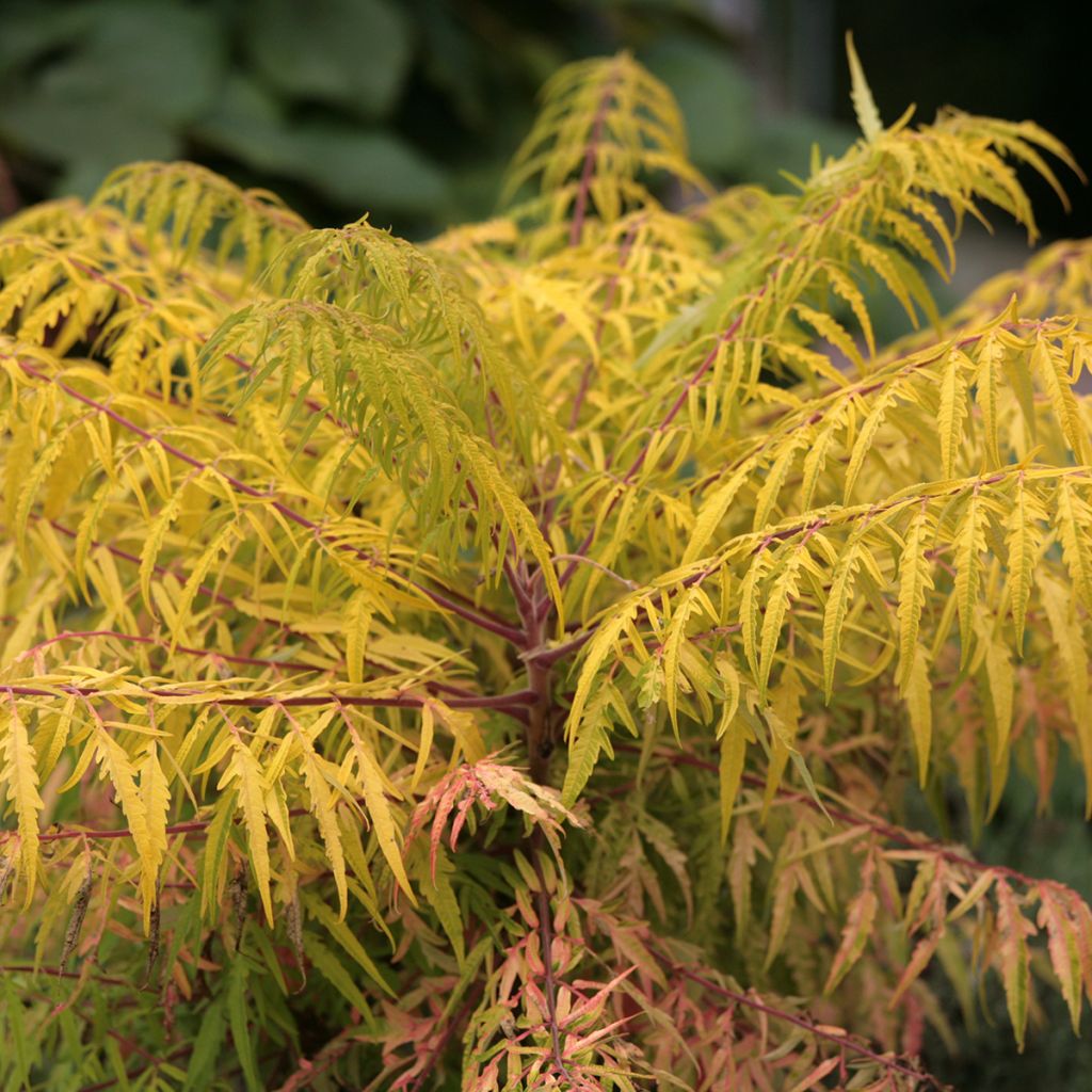 Rhus typhina Tiger Eyes - Zumaque de Virginia