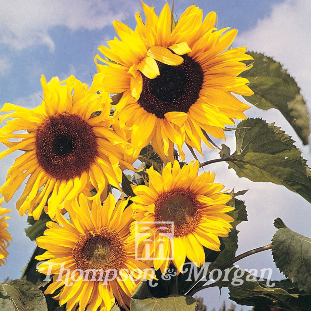 Tournesol Russian Giant