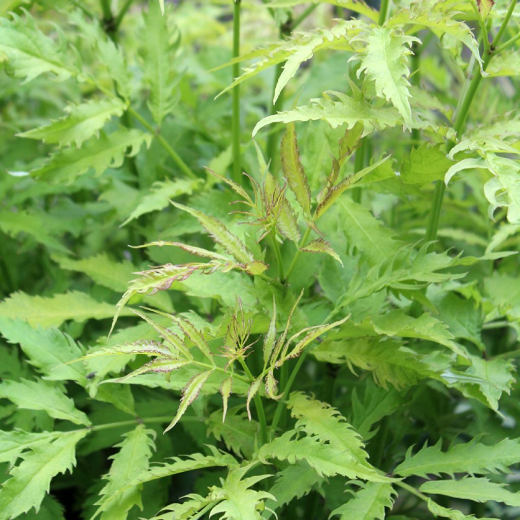 Saúco rojo Sutherland Gold - Sambucus racemosa