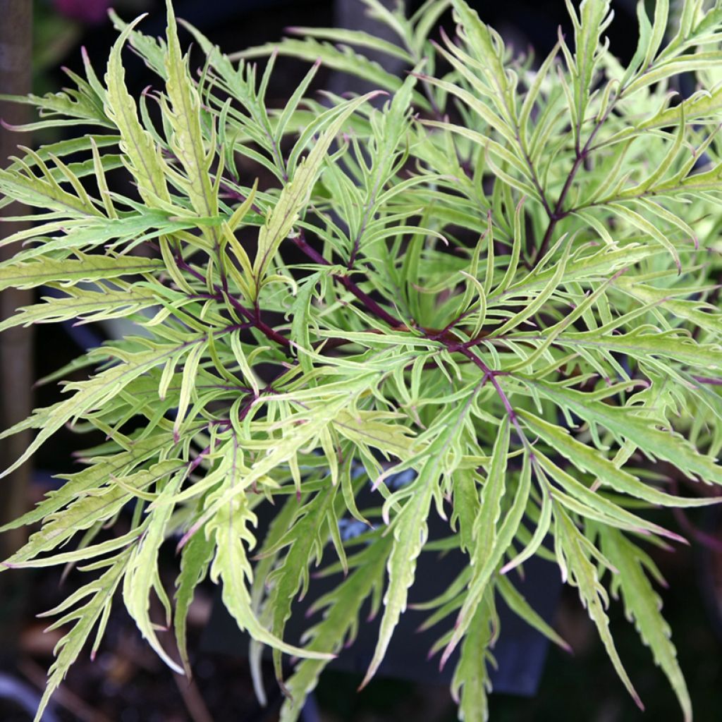 Saúco rojo Welsh Gold - Sambucus racemosa