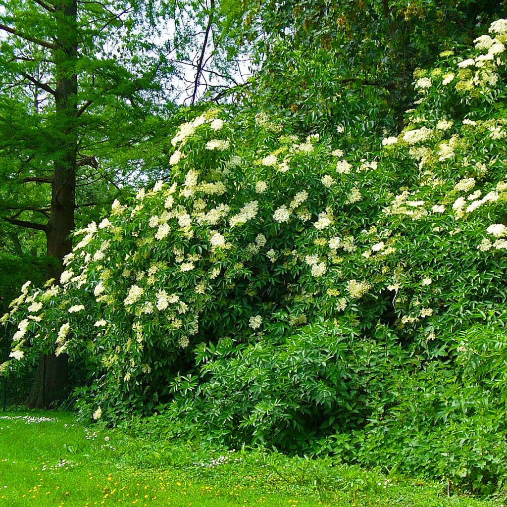 Saúco negro Korsor - Sambucus nigra