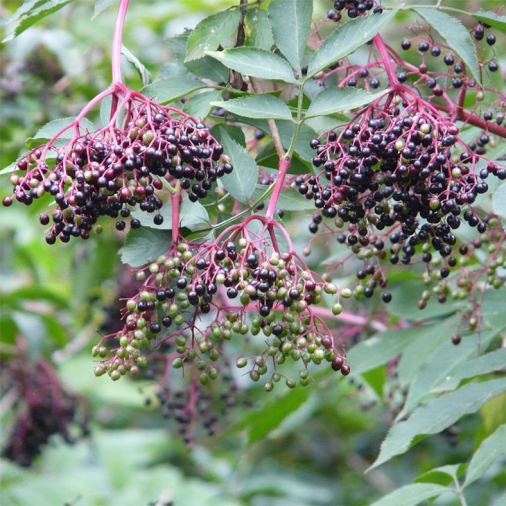 Saúco negro Korsor - Sambucus nigra