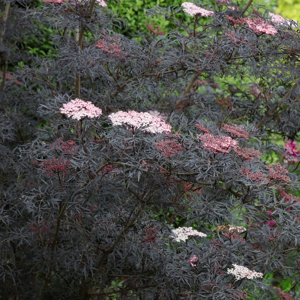 Saúco negro Black Lace - Sambucus nigra