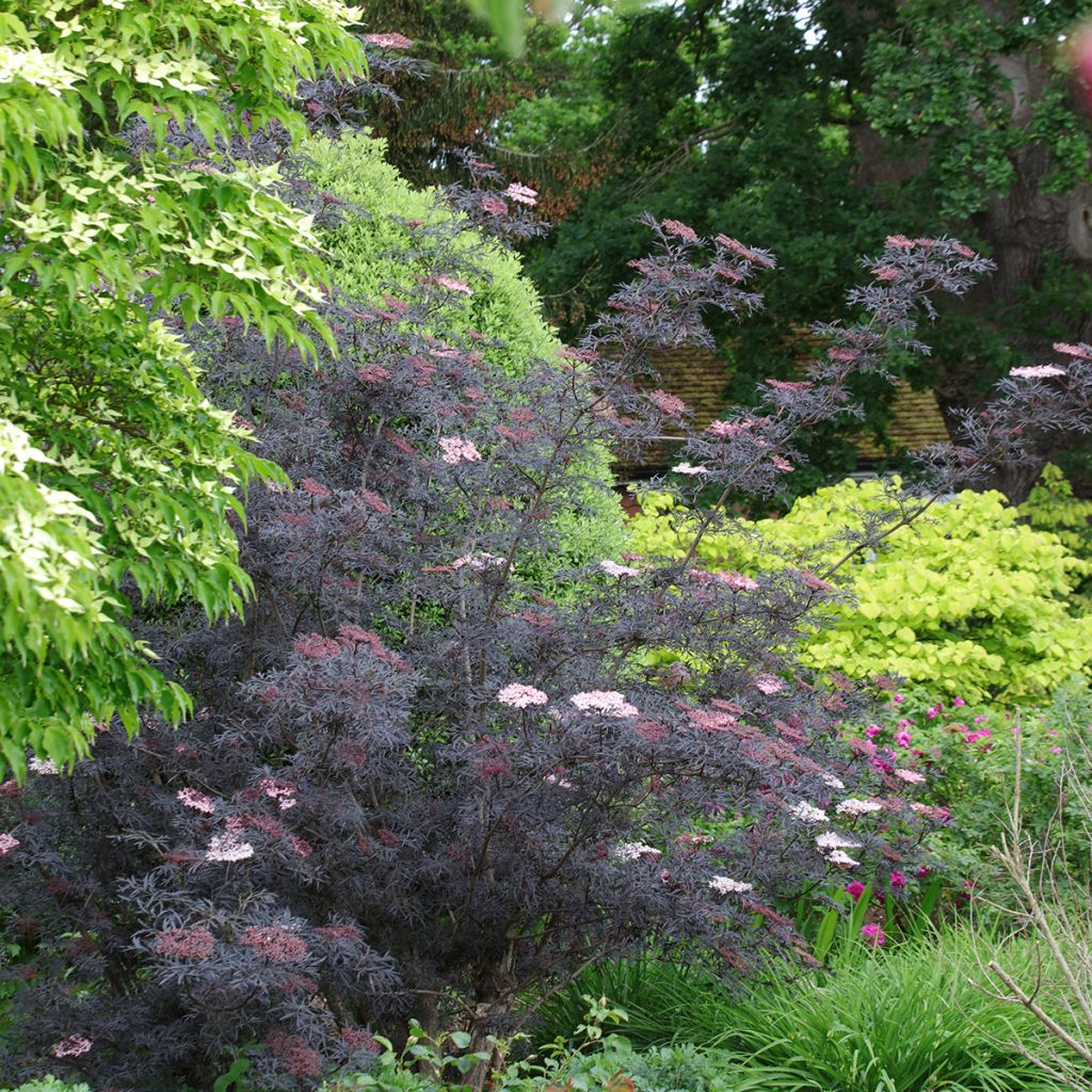 Saúco negro Black Lace - Sambucus nigra