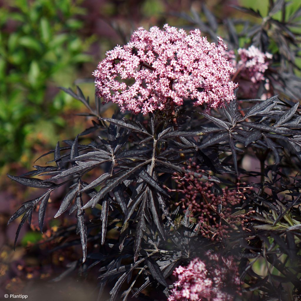 Saúco negro Cherry Lace - Sambucus nigra