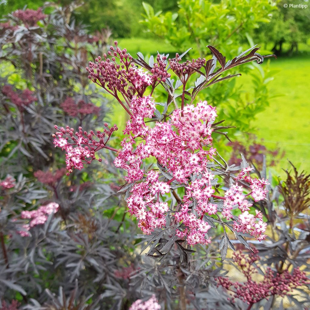 Saúco negro Cherry Lace - Sambucus nigra