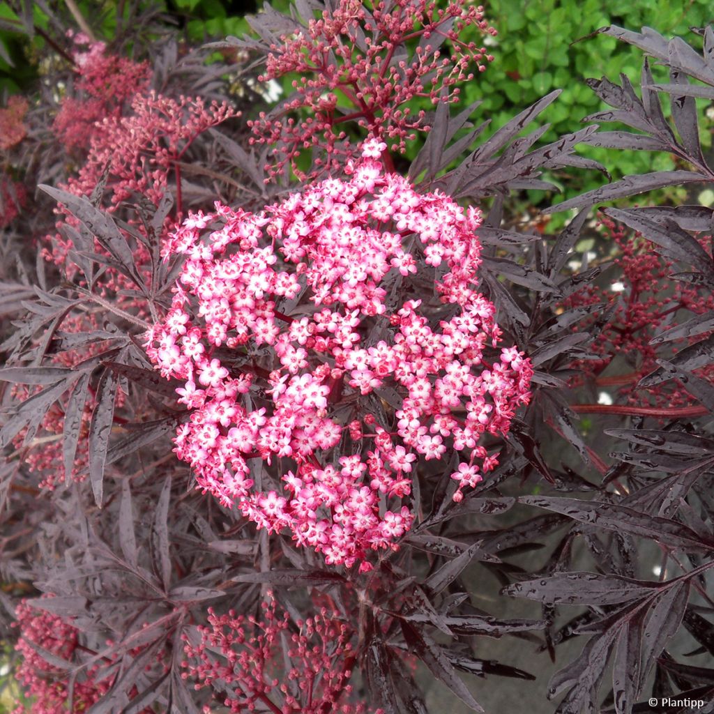 Saúco negro Cherry Lace - Sambucus nigra