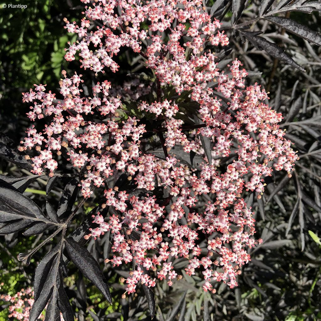 Saúco negro Cherry Lace - Sambucus nigra