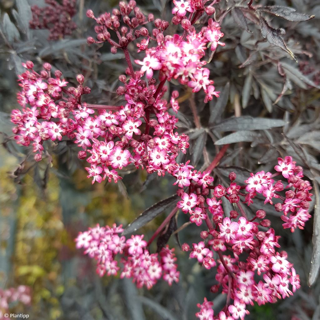 Saúco negro Cherry Lace - Sambucus nigra