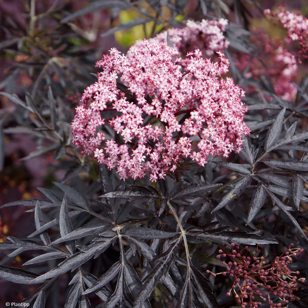 Saúco negro Cherry Lace - Sambucus nigra