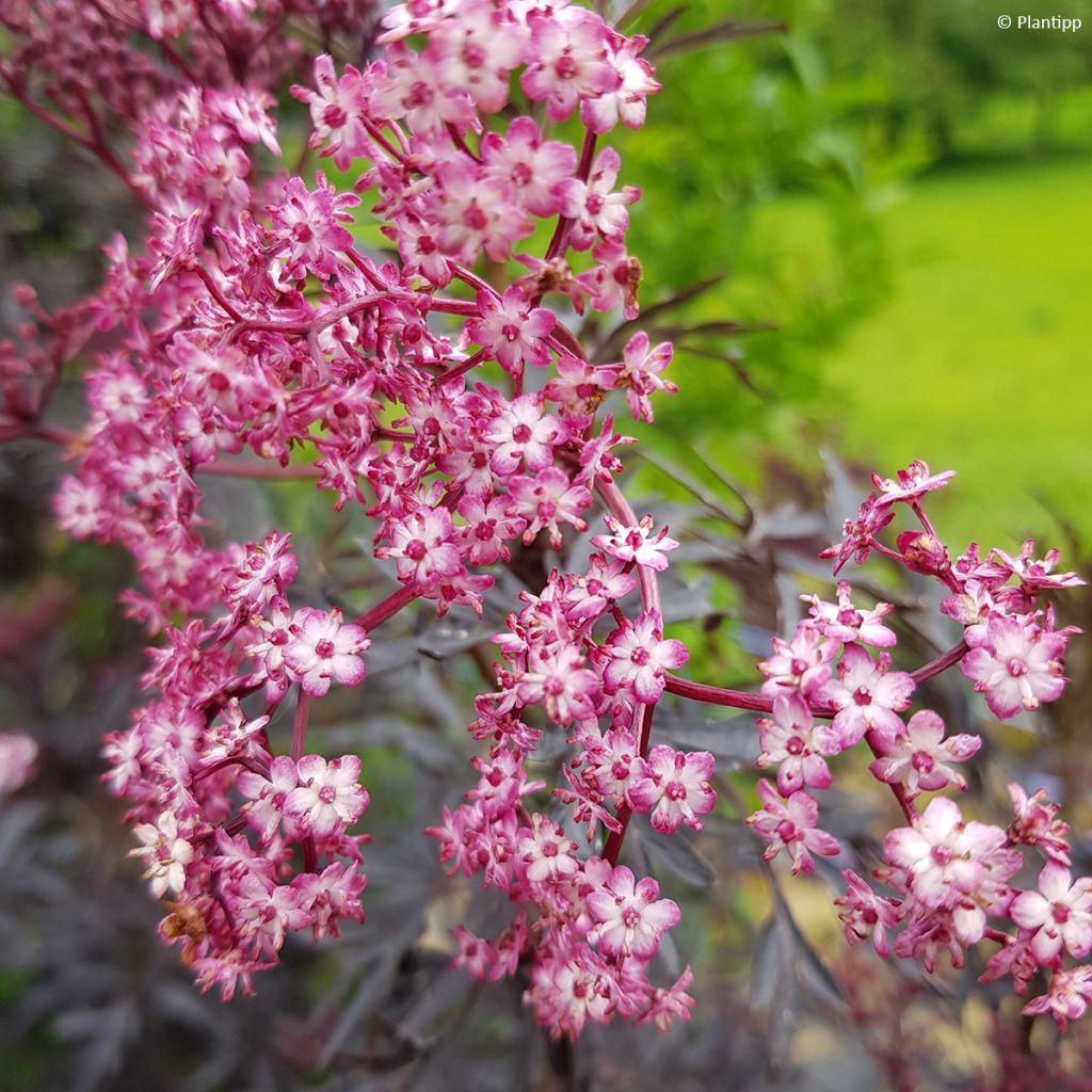 Saúco negro Cherry Lace - Sambucus nigra