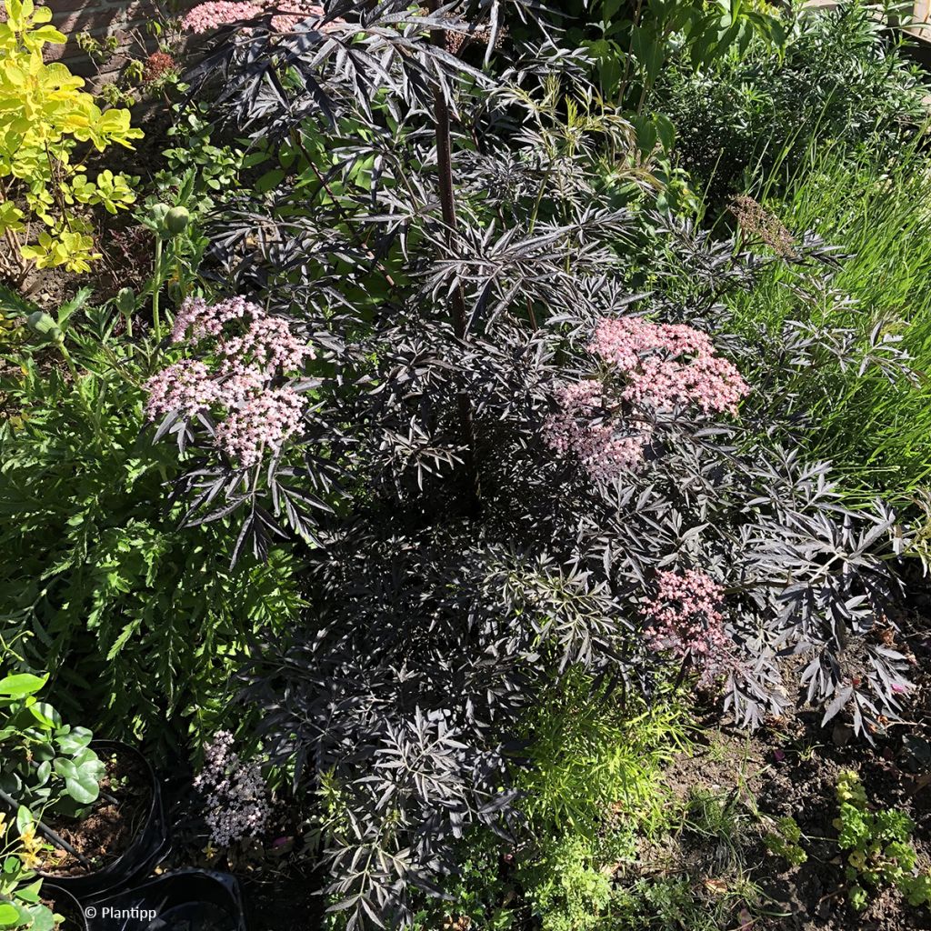 Saúco negro Cherry Lace - Sambucus nigra