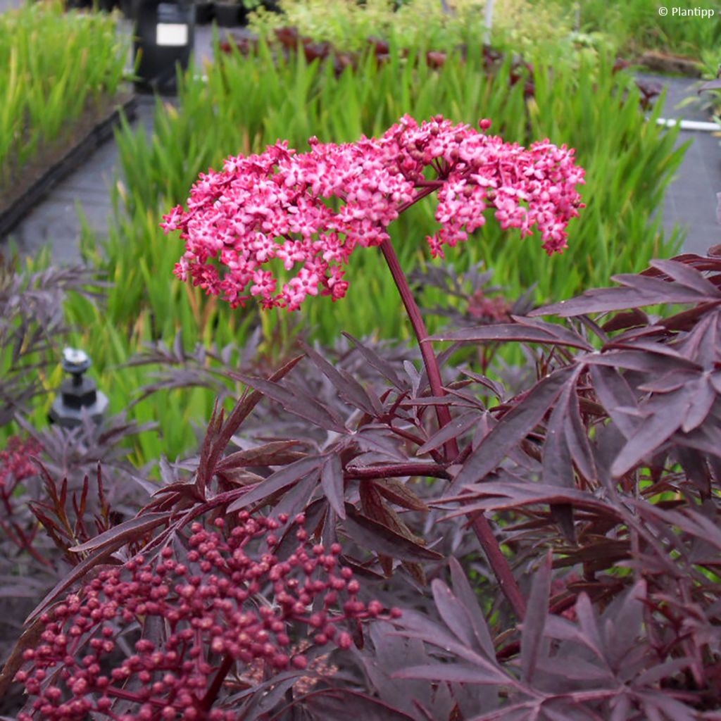 Saúco negro Cherry Lace - Sambucus nigra