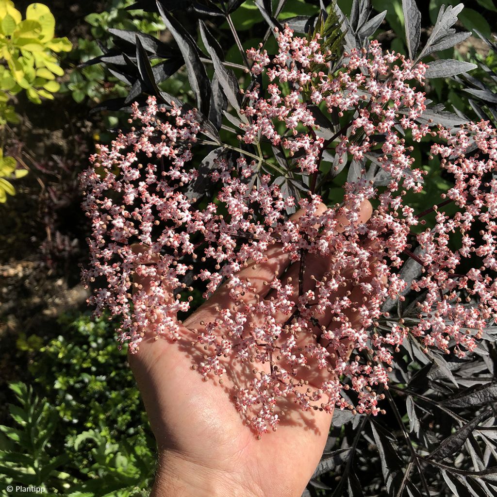 Saúco negro Cherry Lace - Sambucus nigra