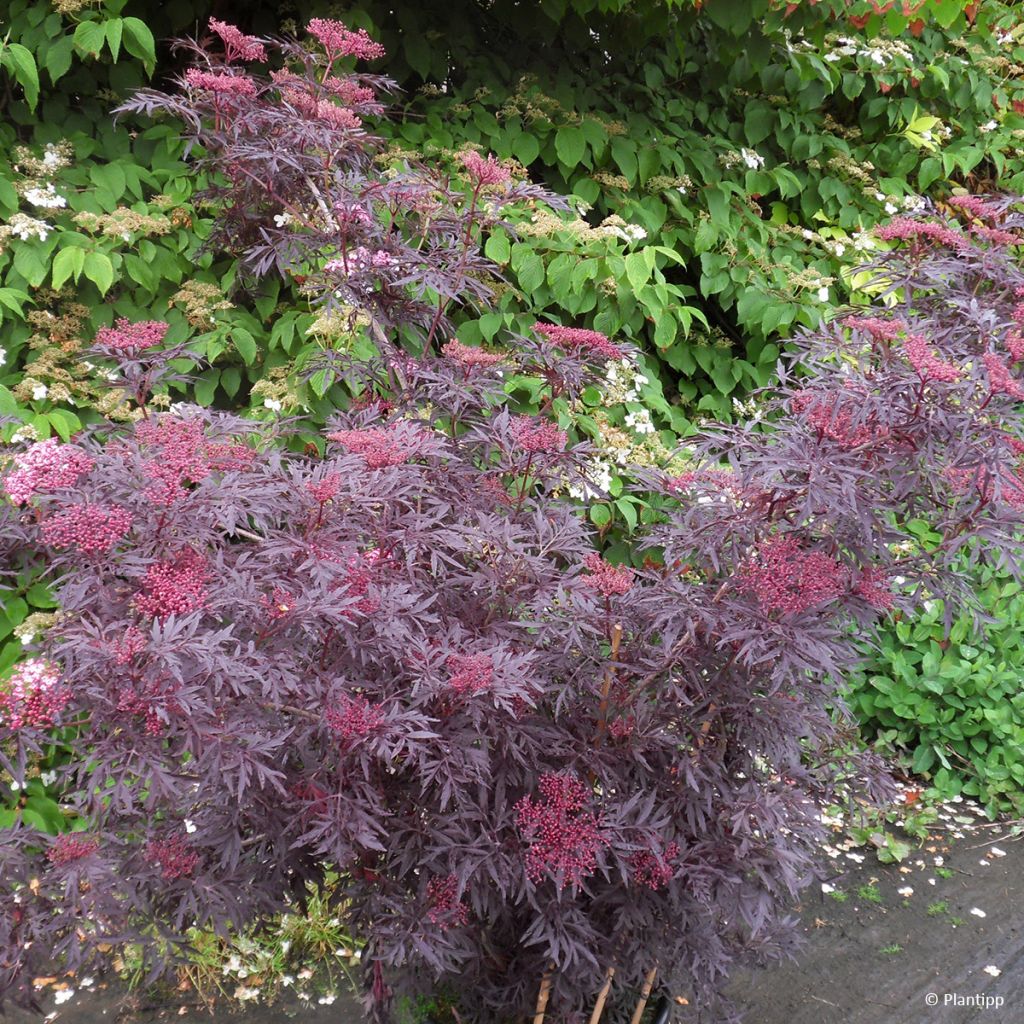 Saúco negro Cherry Lace - Sambucus nigra