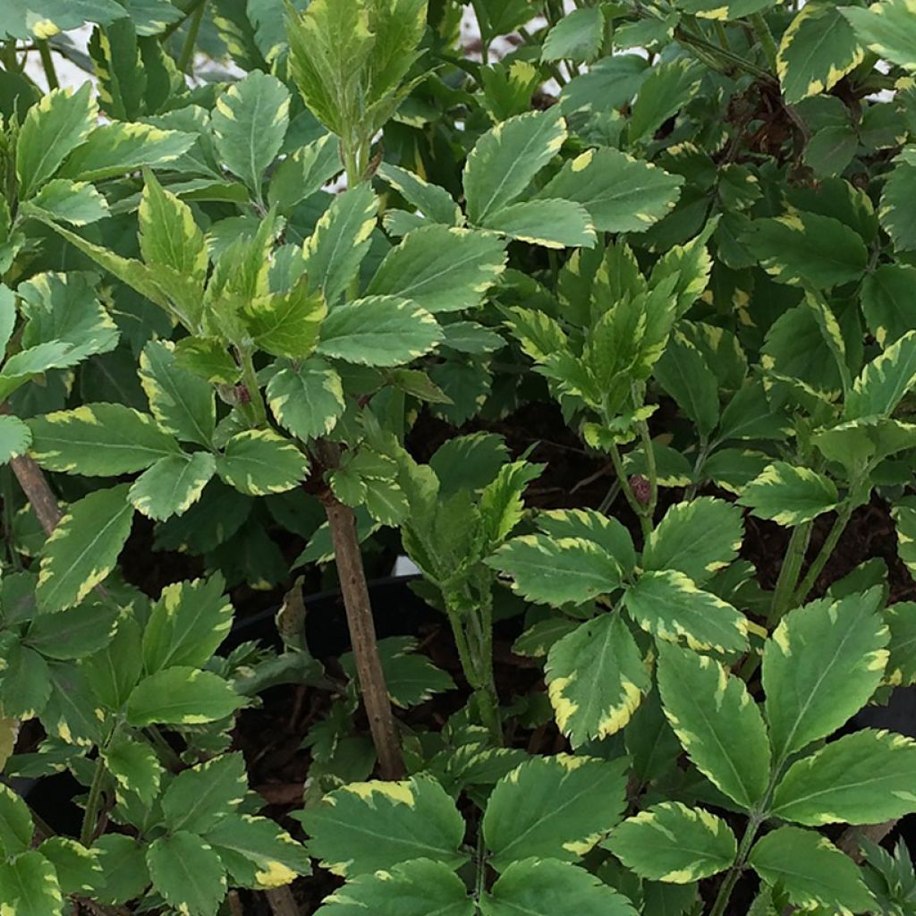 Saúco negro Golden Spark - Sambucus nigra