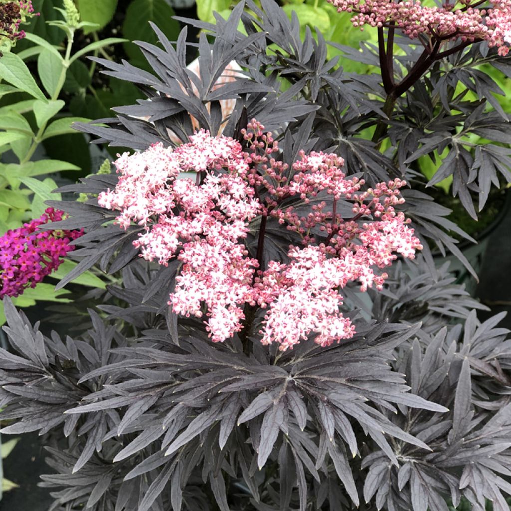 Saúco negro Straight Laced - Sambucus nigra