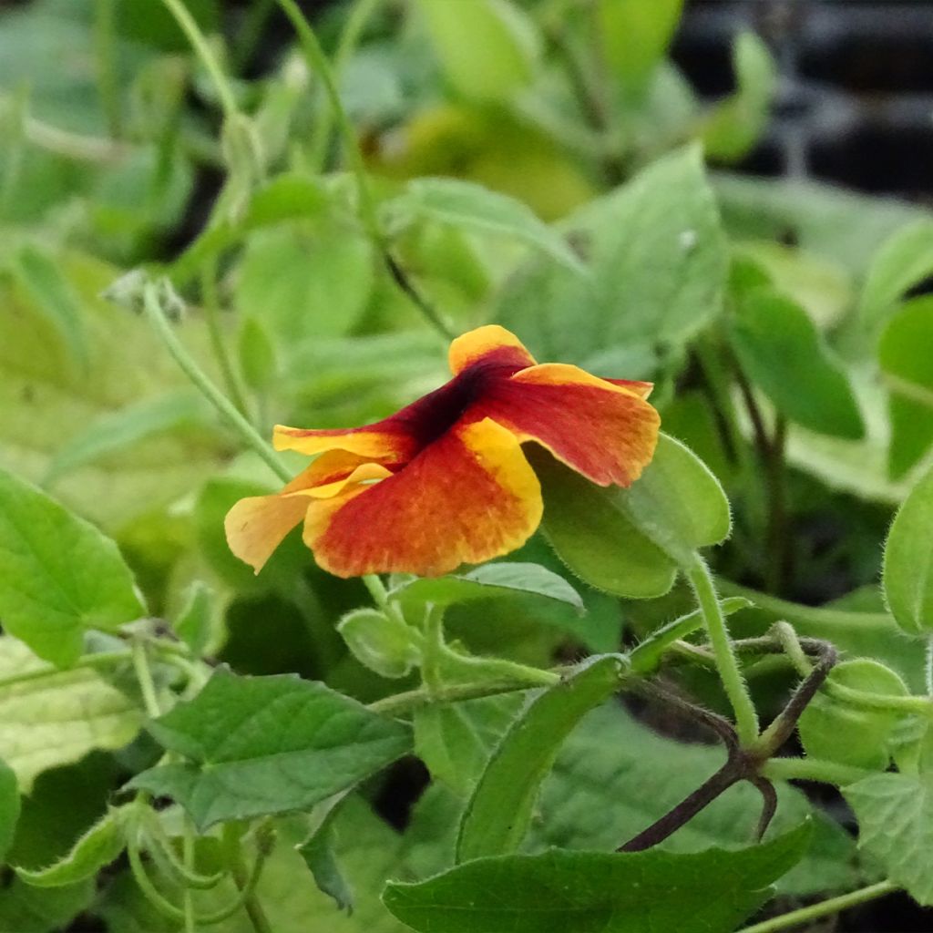 Suzanne-aux-yeux-noirs - Thunbergia Tangerine Slice