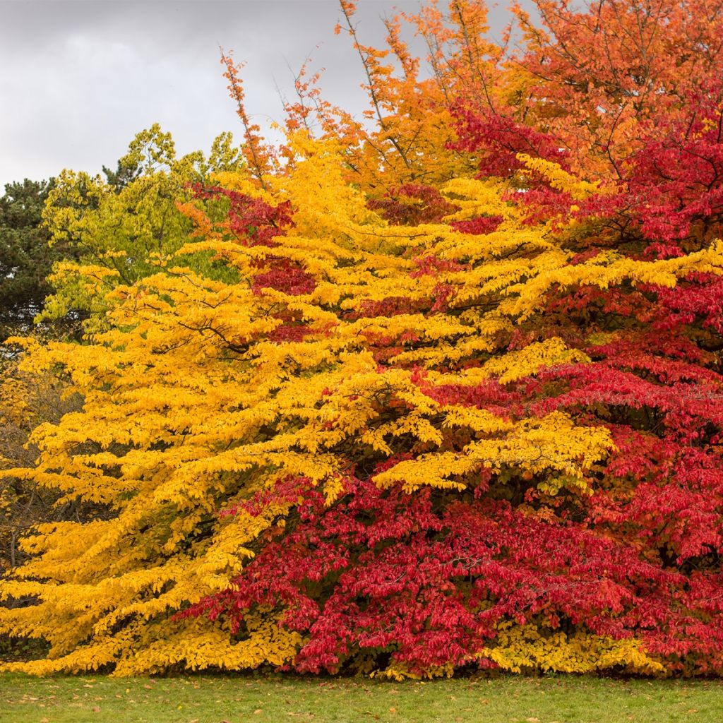 Sycoparrotia semidecidua Purple Haze 