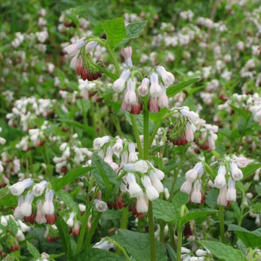 Symphytum grandiflorum Hidcote Pink - Consuelda