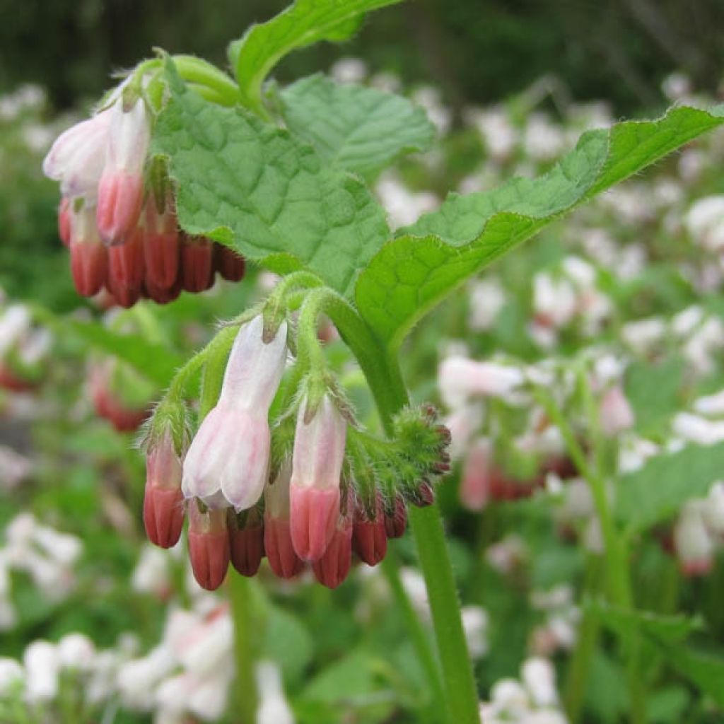 Symphytum grandiflorum Hidcote Pink - Consuelda