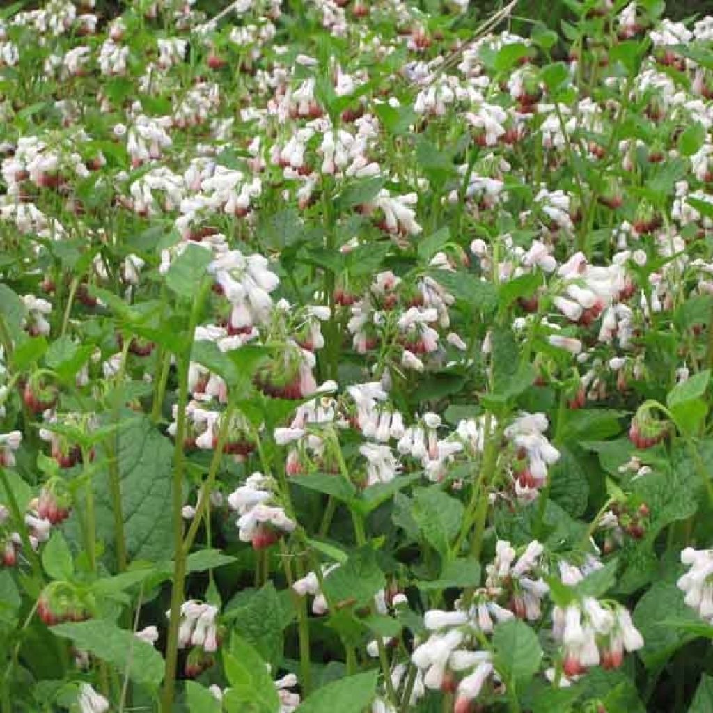 Symphytum grandiflorum Hidcote Pink - Consuelda