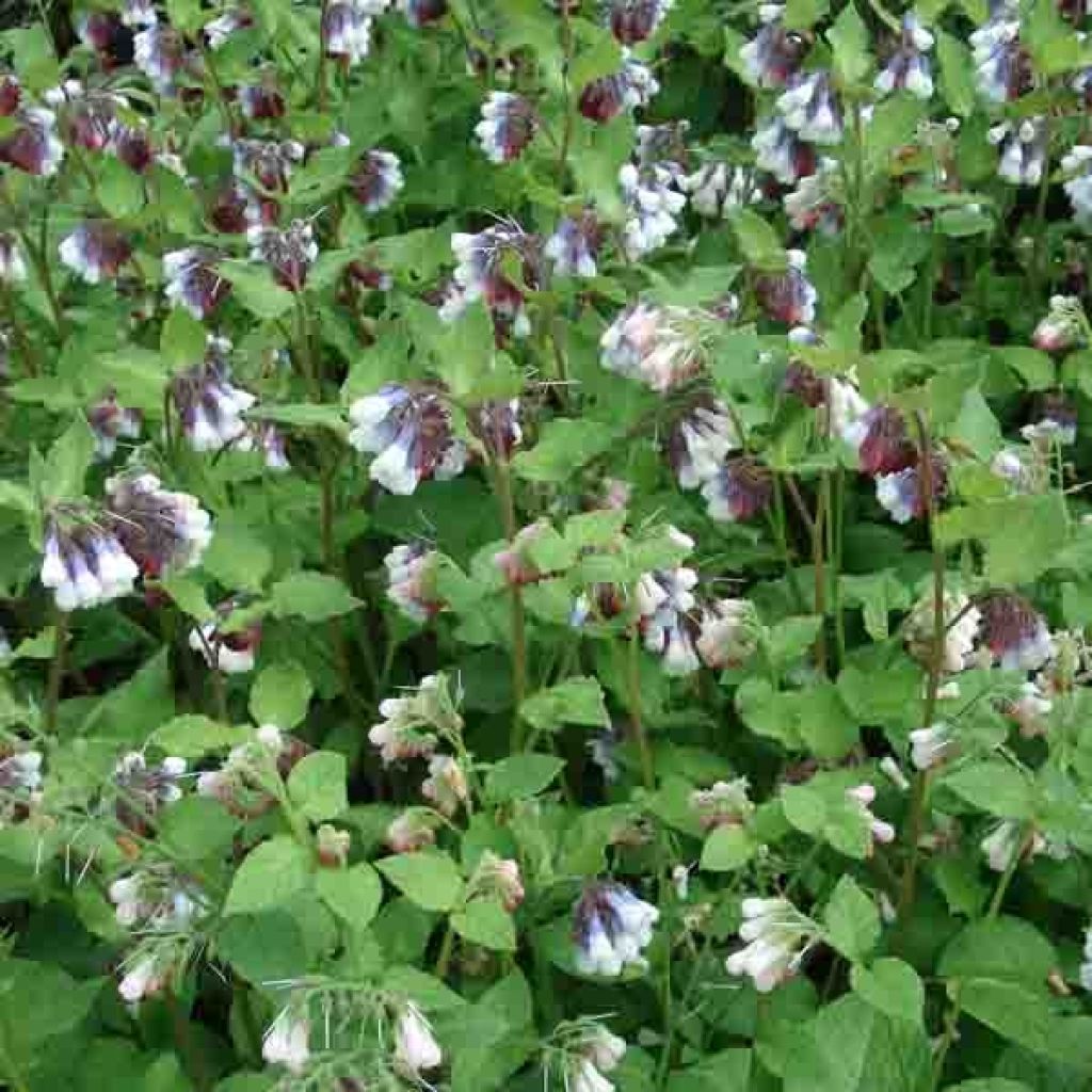 Consoude à grandes fleurs - Symphytum Sky Blue Pink