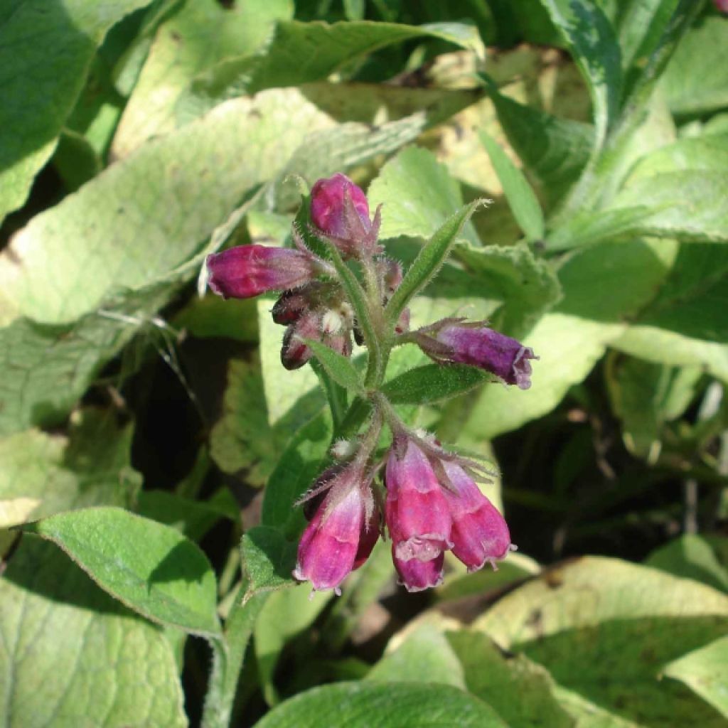 Symphytum rubrum - Consuelda