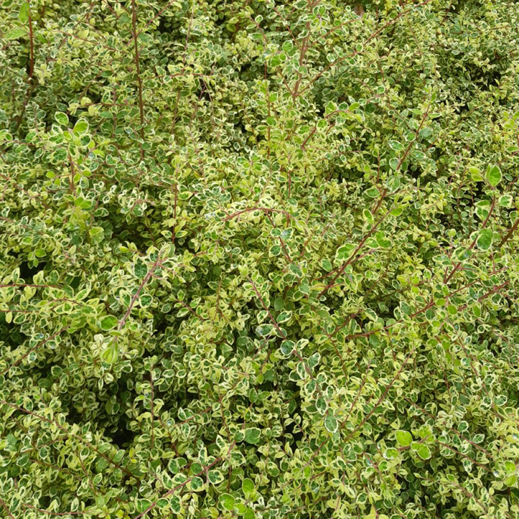 Symphoricarpos chenaultii Fiesta Berry - Baya de coral