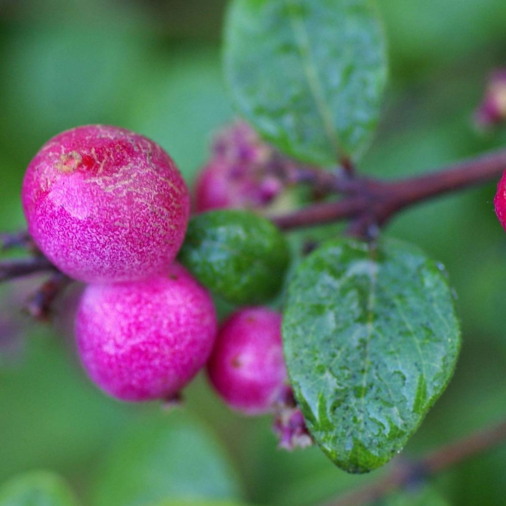 Symphoricarpos chenaultii Hancock - Baya de coral