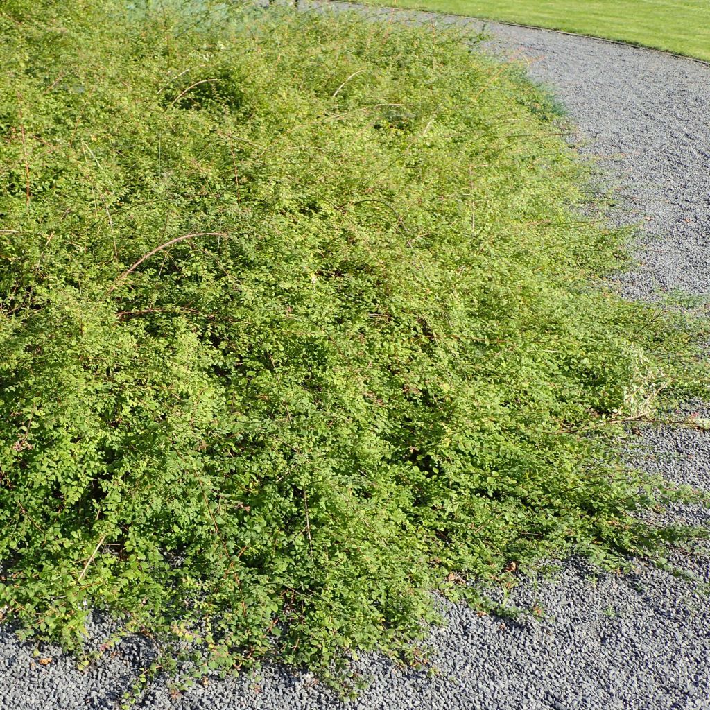 Symphoricarpos chenaultii Hancock - Baya de coral